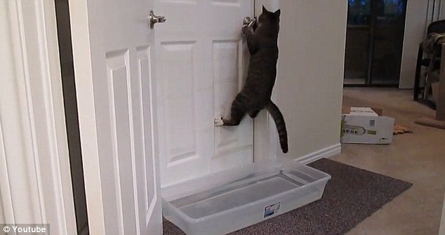 Хаалга онгойлгодог муур