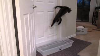 Шууд үсрээд л хаалгыг маш амархан онгойлгож буй муур /video/