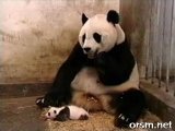Панда баавгайн найтаалт