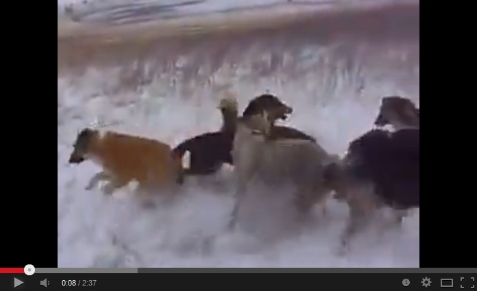 Монгол ноход чоно барьж байна шүү дээ /бичлэг/