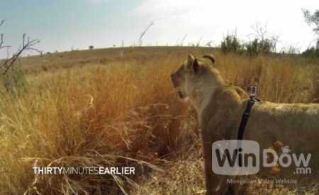 GoPro камераар авсан гөрөөс агнаж байгаа эрслэнгийн бичлэг