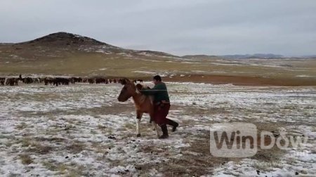 Энэ чинь л Монгол эр хүн шүү дээ /Видео/