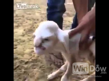 Дагестанд хүн шиг царайтай хурга гарчээ (бичлэг)