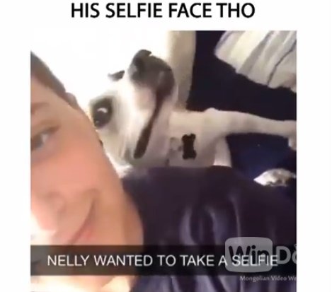 Selfie-дэх дуртай нохой