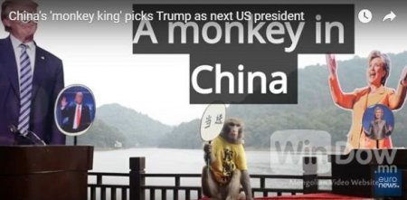 Үзмэрч сармагчин Трампыг ерөнхийлөгч болно гэв /видео/
