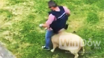 Хөөрхий цагдааг хонь дарамтлав (видео)