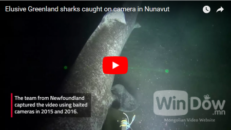 Гренландын акулын маш ховор бичлэг гарлаа