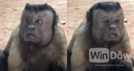 Хятадад хүн нүүртэй сармагчин илрүүлжээ