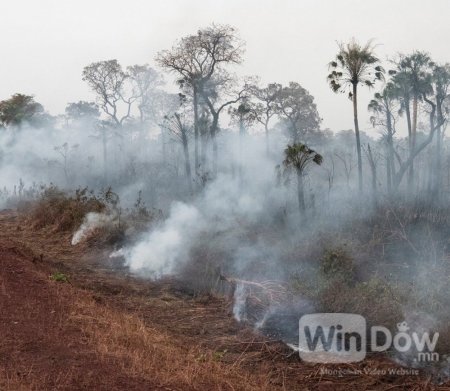 Амазоны ширэнгэн ойн 2,000 голомтод дахин түймэр дэгджээ