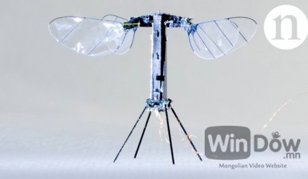Харвардын эрдэмтэд анхны робот зөгий бүтээв
