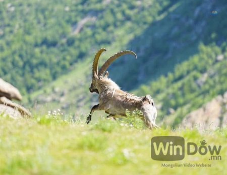 АРХАНГАЙ АЙМАГ СҮҮЛИЙН ГУРВАН ЖИЛД 48 ЯНГИР ЯМАА НУТАГШУУЛЛАА